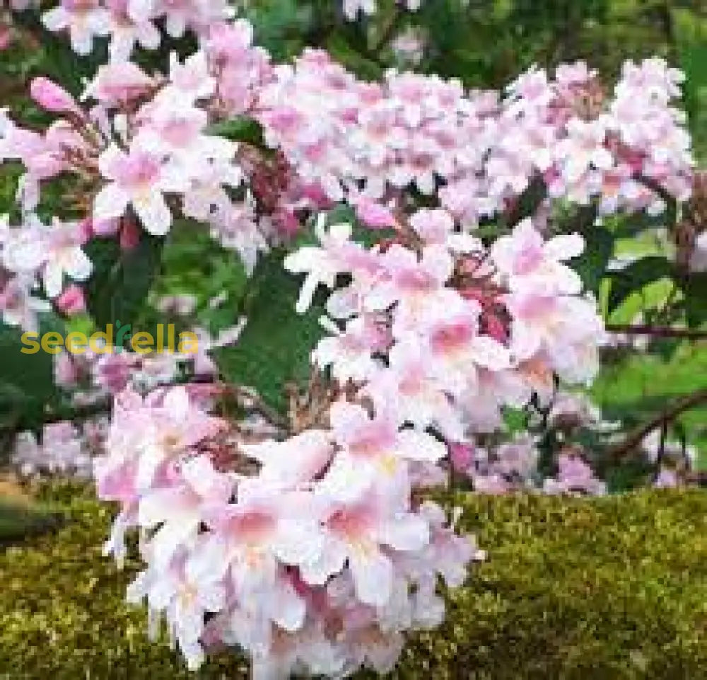 Kolkwitzia Flower Seeds For Planting  Vibrant Blooms Your Garden