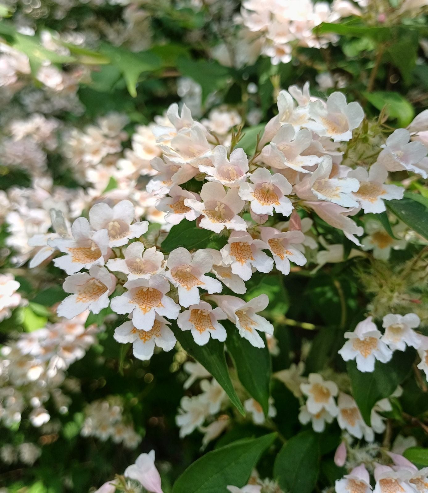Kolkwitzia Beauty Bush with White Blooms in Garden