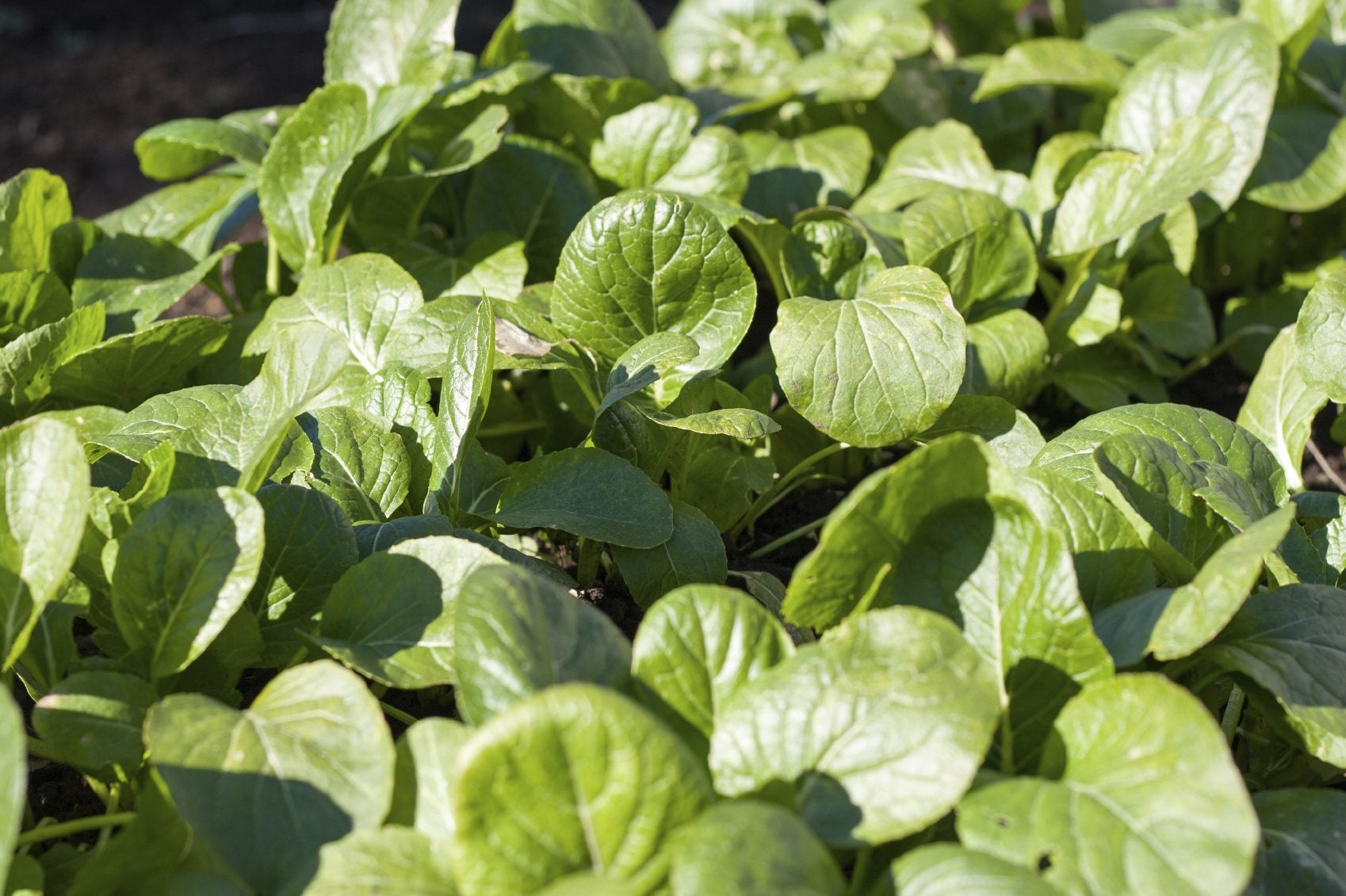 Komatsuna leafy green seeds ideal for backyard garden