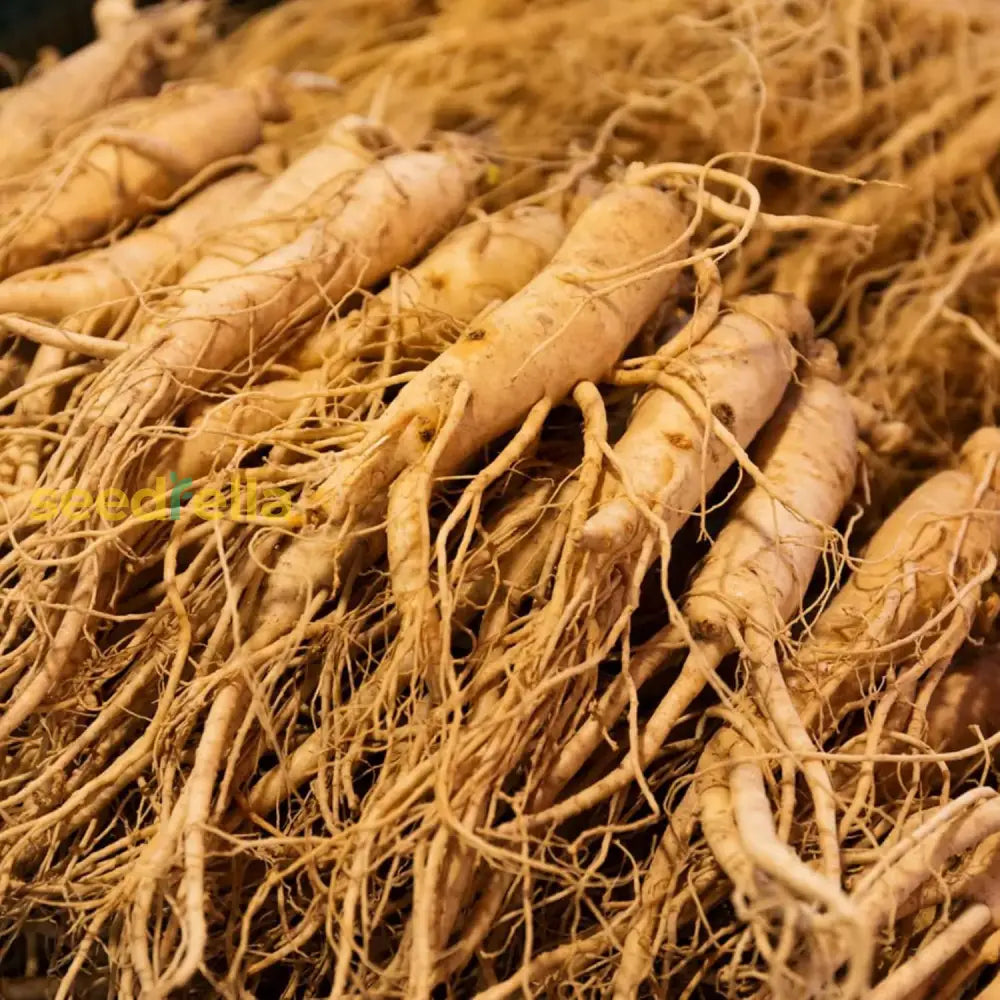 Korean Ginseng Seeds Panax Perennial Health Benefits Garden Beds Outdoor Border Herb Best Selling