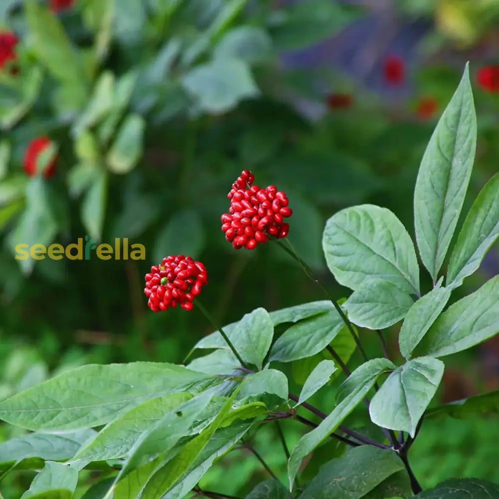 Korean Ginseng Seeds Panax Perennial Health Benefits Garden Beds Outdoor Border Herb Best Selling