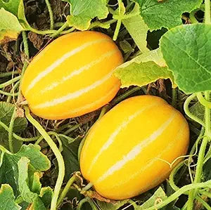 Korean Melon seeds for planting