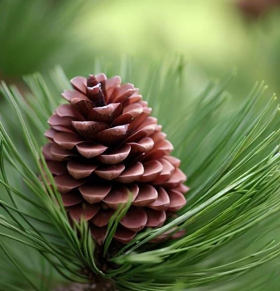 Korean pine seeds showing large brown cones closeup