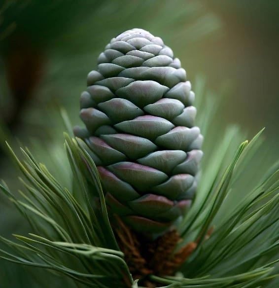 Korean pine seeds showing blue-green needles in clusters of five