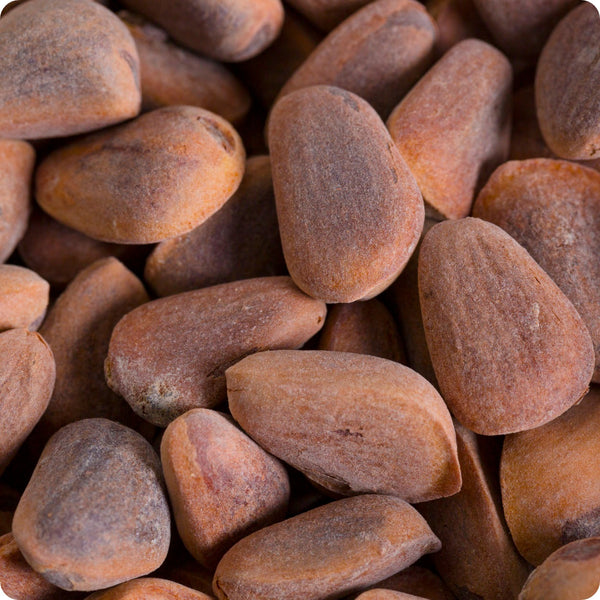 Korean pine seeds Pinus koraiensis hardy nut-bearing evergreen tree