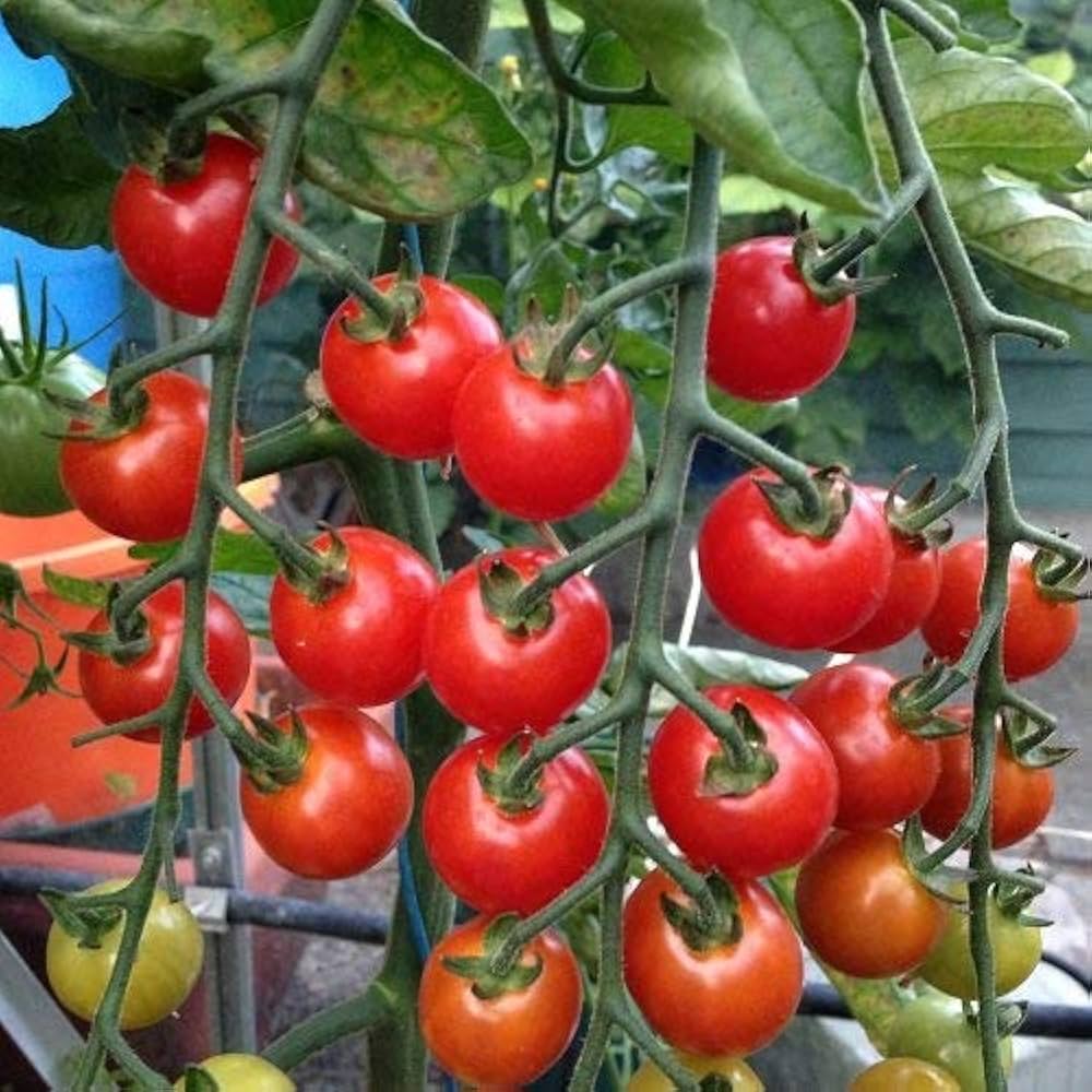 Kremenchugskiy tomato seeds heirloom rich flavor