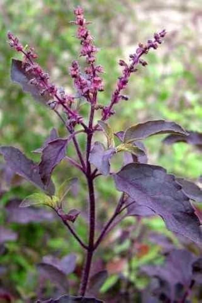 Tulsi Krishna Basil thriving in containers grown from seeds