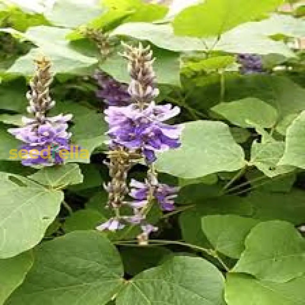 Kudzu Plant Seeds - Pueraria Lobata For Easy Planting Flower