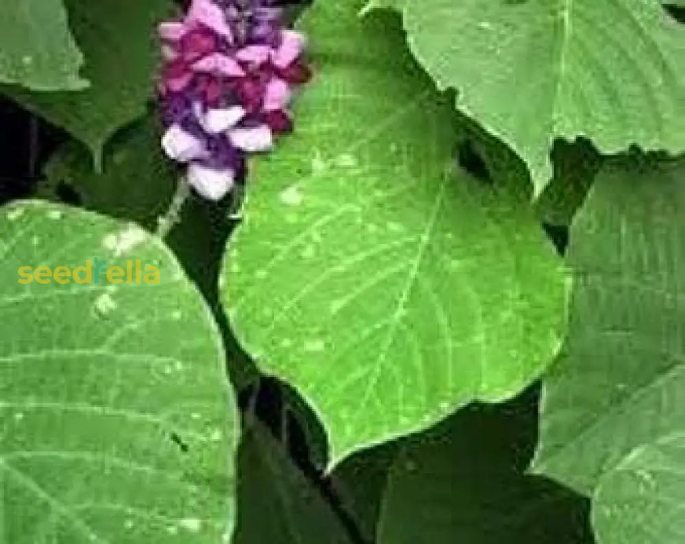 Kudzu Plant Seeds - Pueraria Lobata For Easy Planting Flower