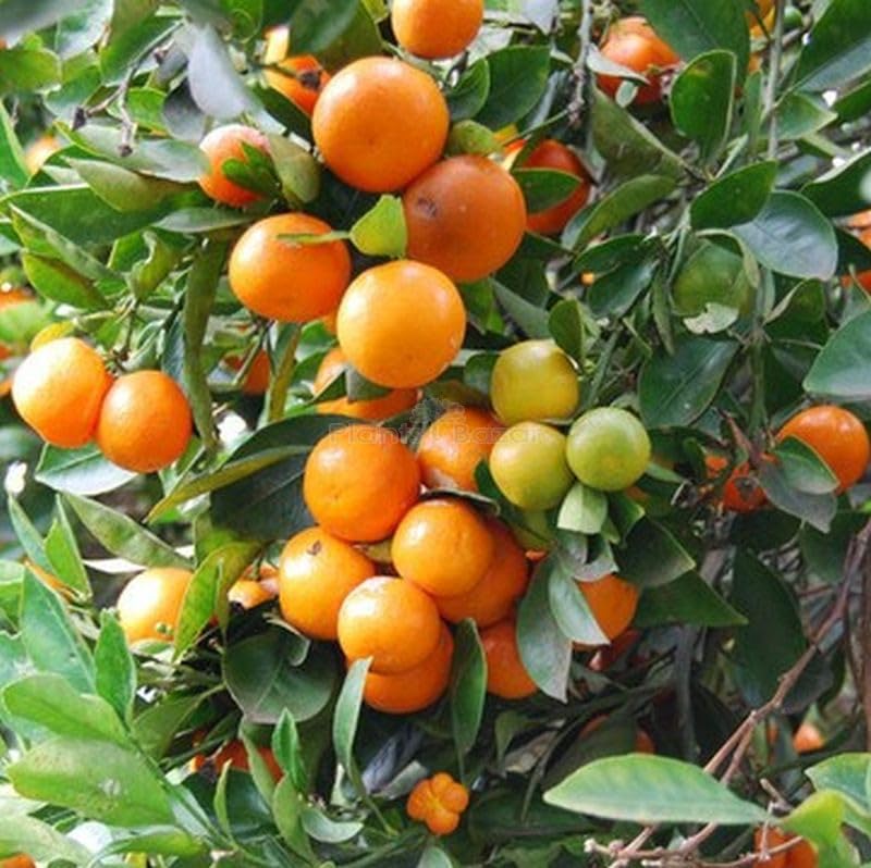 Kumquat seeds for planting