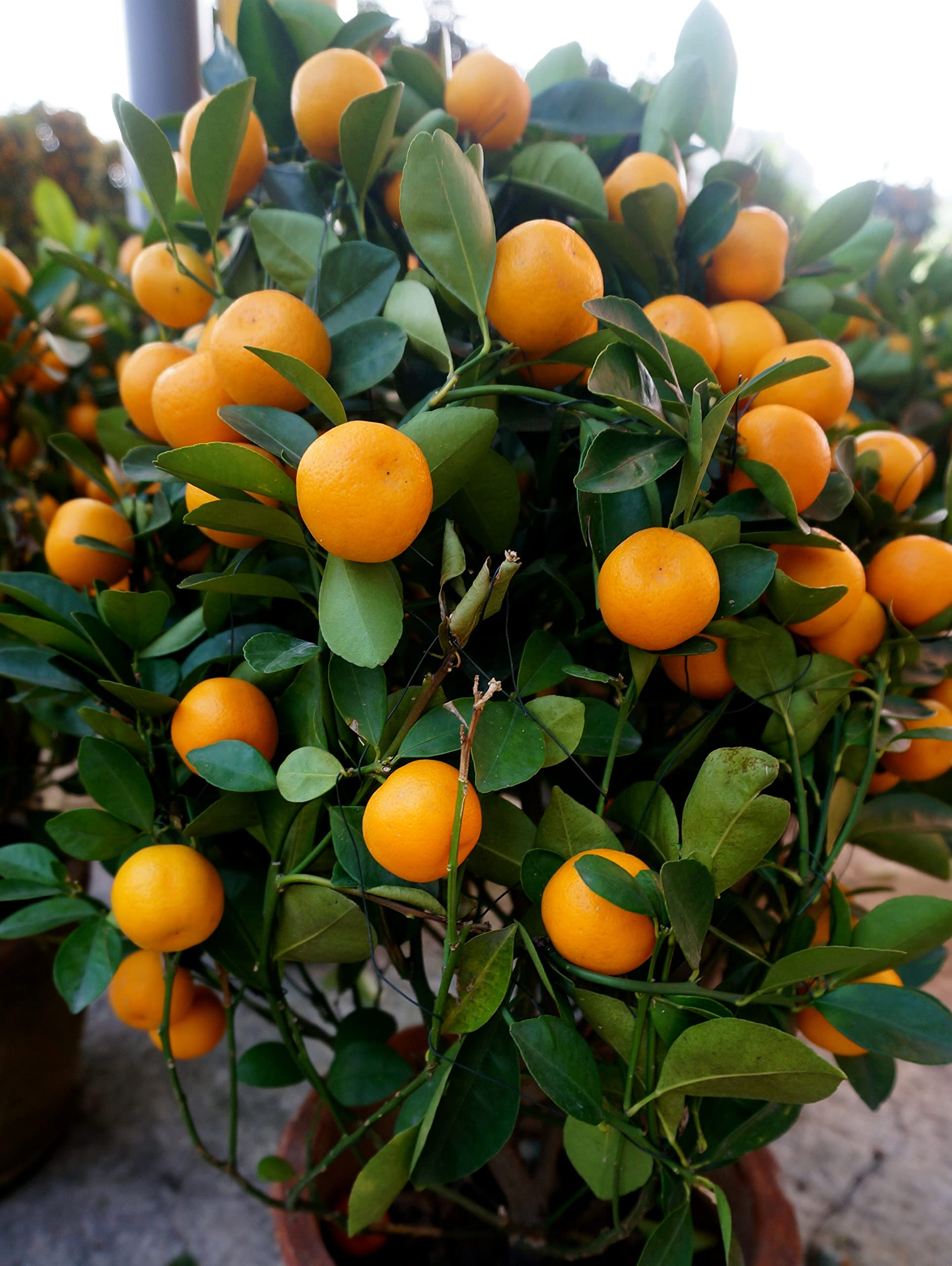 Kumquat tree growing in a patio container