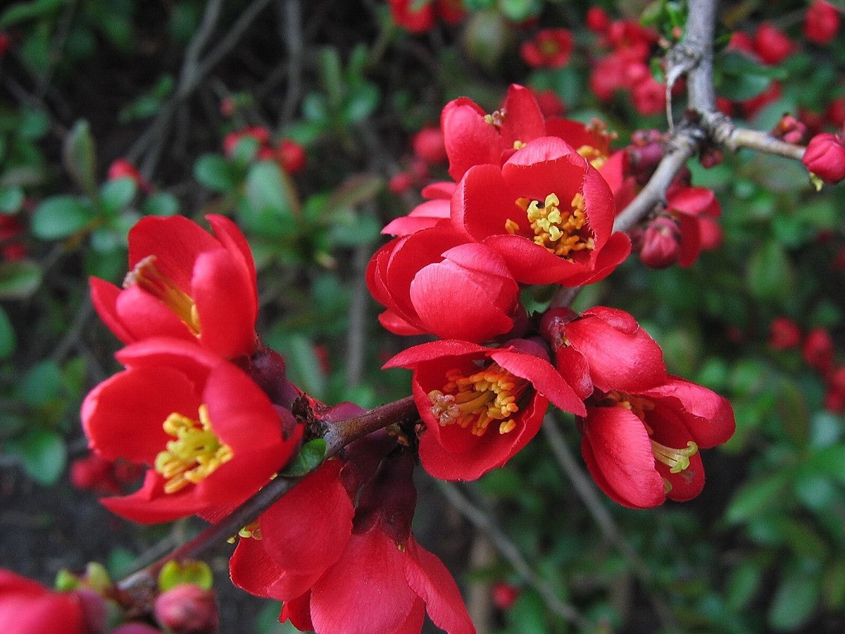 Kusa-Boke quince tree seeds producing golden yellow edible fruits