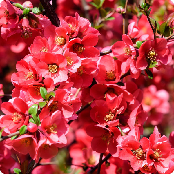 Kusa-Boke quince tree seeds Cydonia oblonga hardy ornamental flowering tree