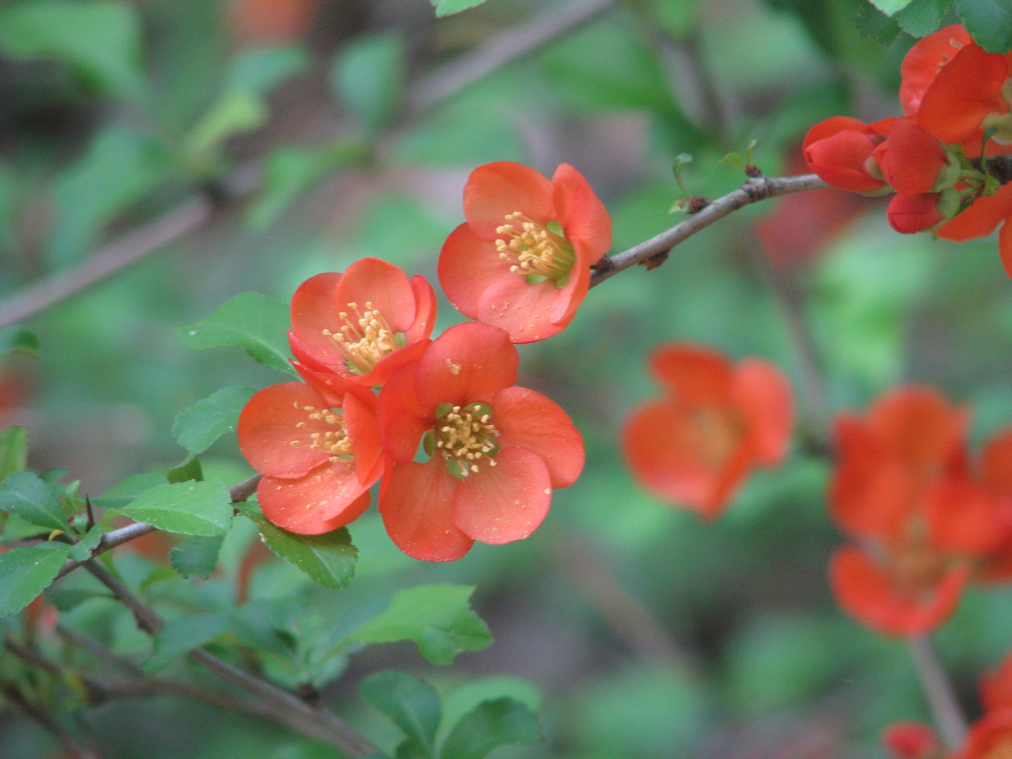 Kusa-Boke quince tree seeds growing into compact flowering shrubs in garden