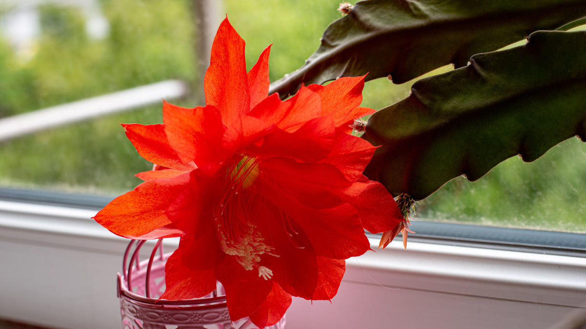 Red Epiphyllum Oxypetalum Flower Seeds Flower seeds for Planting Vibrant Colors Heirloom & GMO Free Seeds for Home Garden 
 
 Sale for planting in home garden