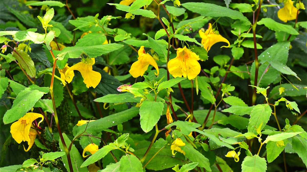 Jewelweed (Jewelweed Flower) seeds for planting in home garden