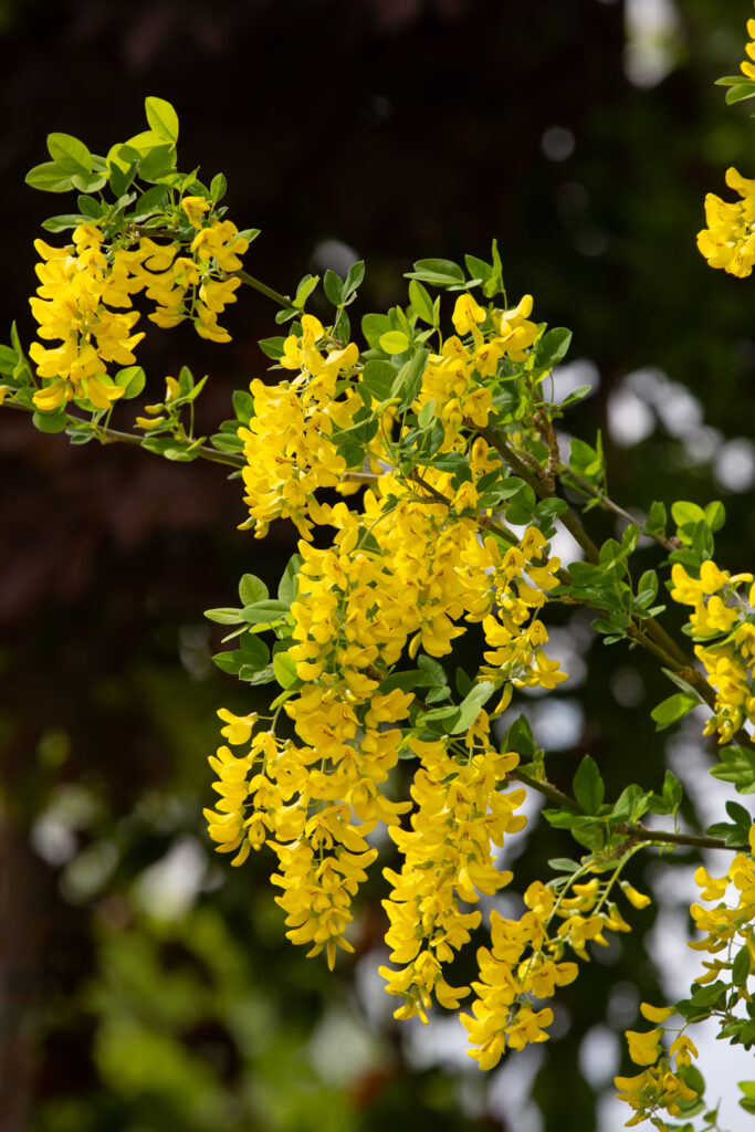 Laburnum Anagyroides Tree Seeds with Bright Yellow Blooms