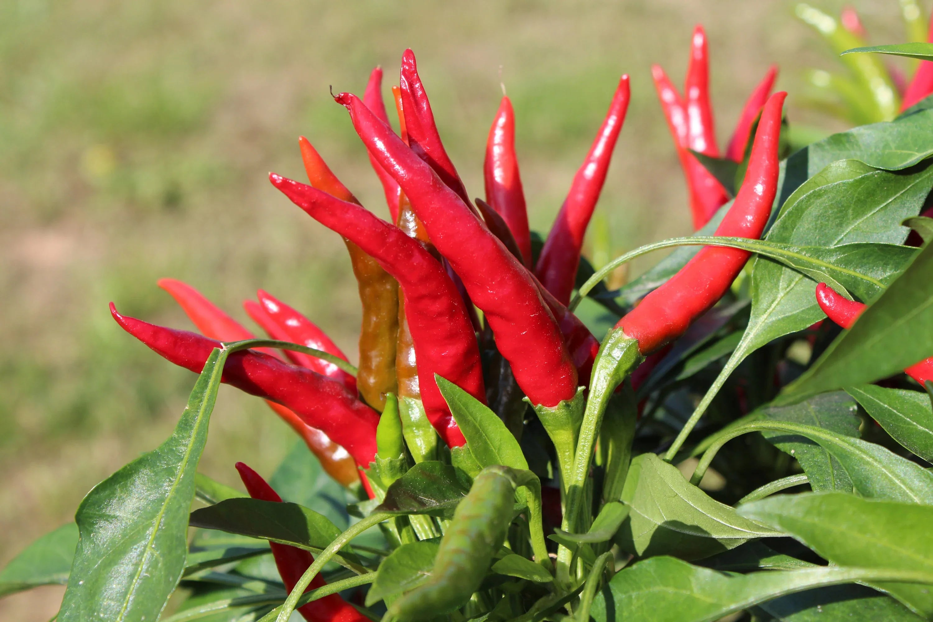 Step-by-step planting guide for Spicy Mixed Labuyo seeds