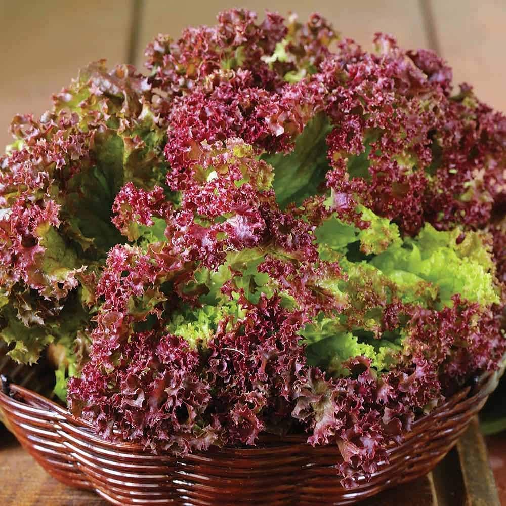 Lactuca sativa lettuce seeds for planting in gardens