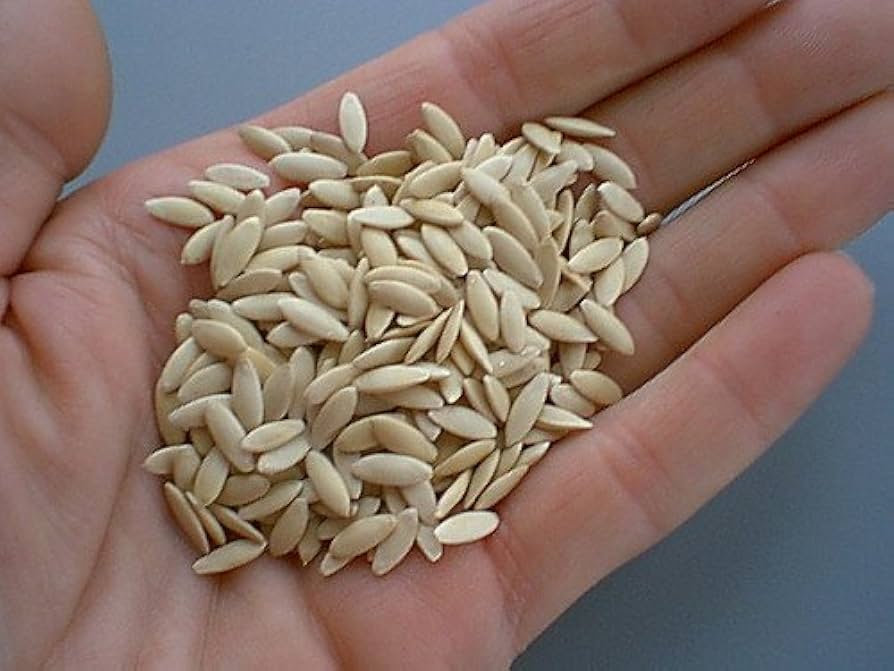 Lada melon plants vining in home garden