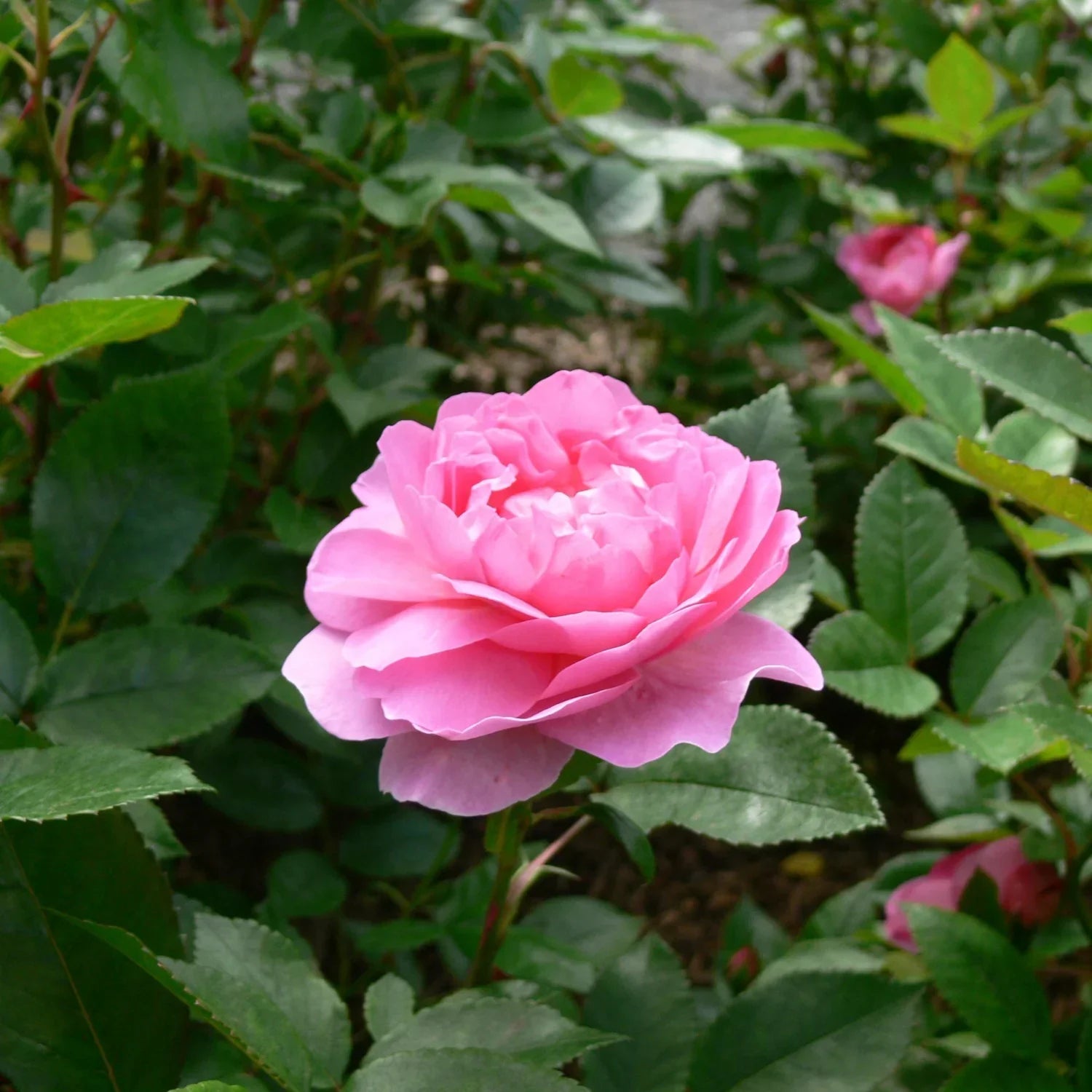 Lady Favorite Rose Seeds for Planting