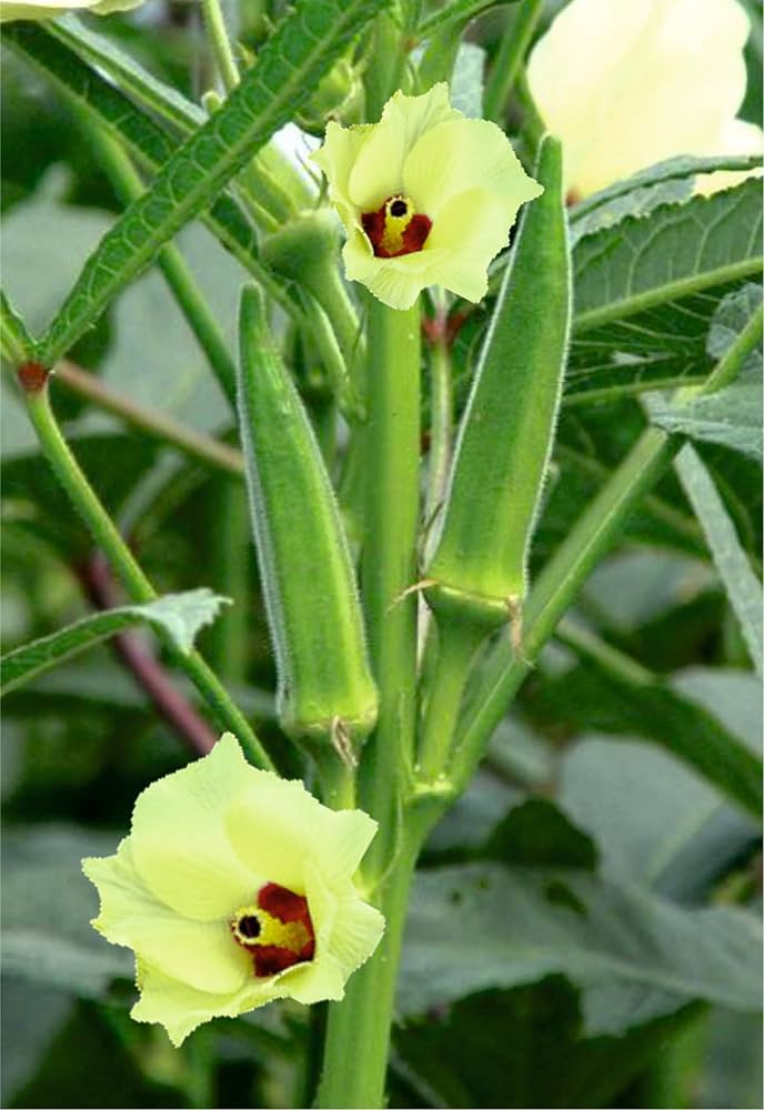 Lady Finger plant flowers in bloom