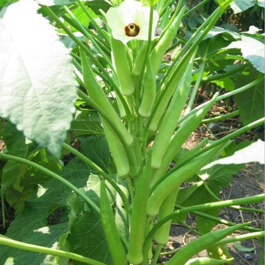 Lady Finger seeds for home vegetable garden planting