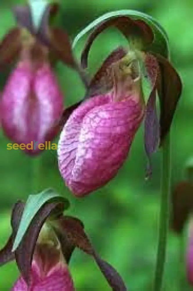 Ladyâ€™s Slipper Flower Seeds For Planting  Premium Quality Perennial