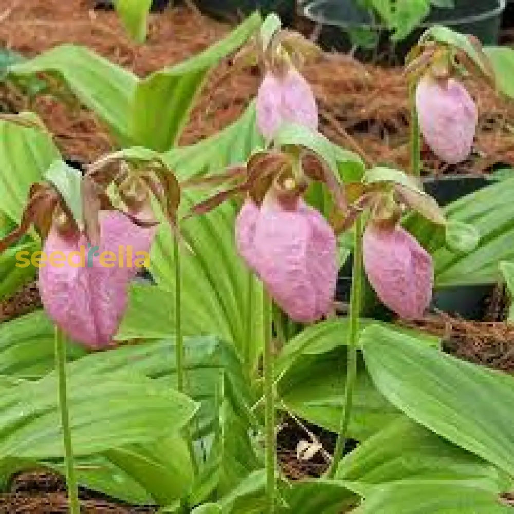 Ladyâ€™s Slipper Flower Seeds For Planting  Premium Quality Perennial