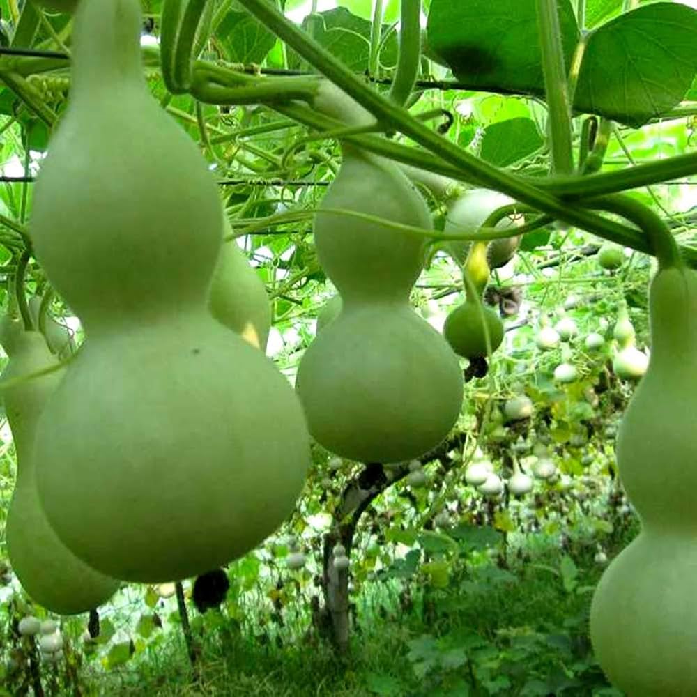 Lagenaria Pumpkin Lagenaria siceraria seeds for planting