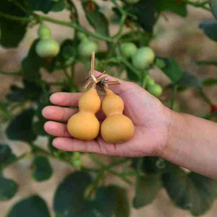 Lagenaria seeds germination seedlings garden