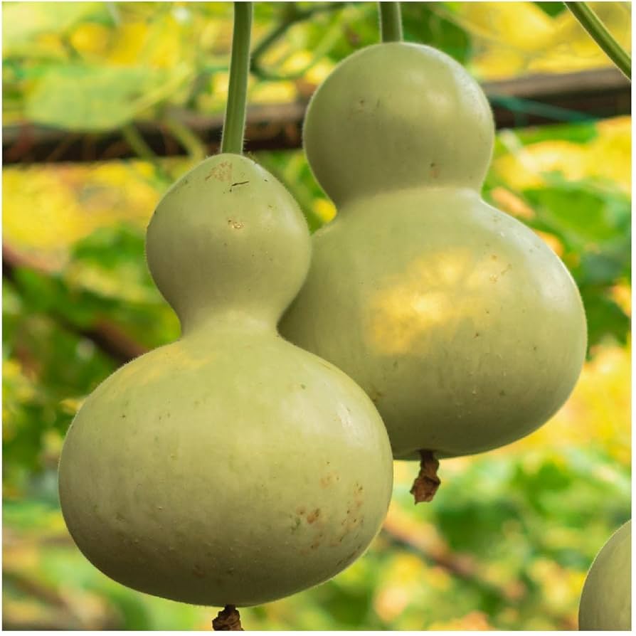 Lagenaria siceraria Birdhouse Gourd seeds