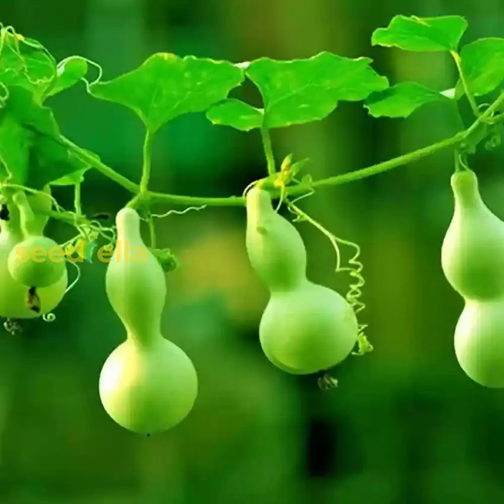 Lagenaria Siceraria Seeds For Planting - Ideal Vegetable Your Garden Seeds