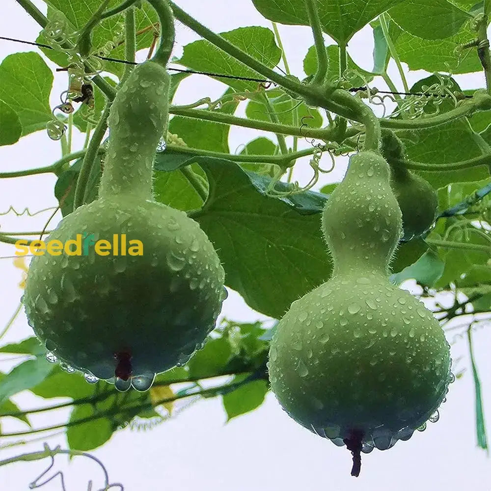 Lagenaria Siceraria Seeds For Planting - Ideal Vegetable Your Garden Seeds