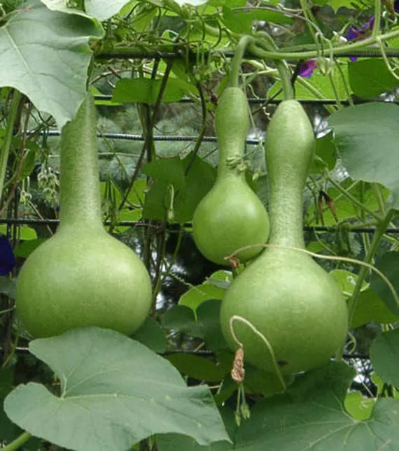 Lagenaria vine seeds for easy garden growing