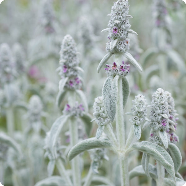 Lamb’s Ear seeds Stachys byzantina silver fuzzy foliage