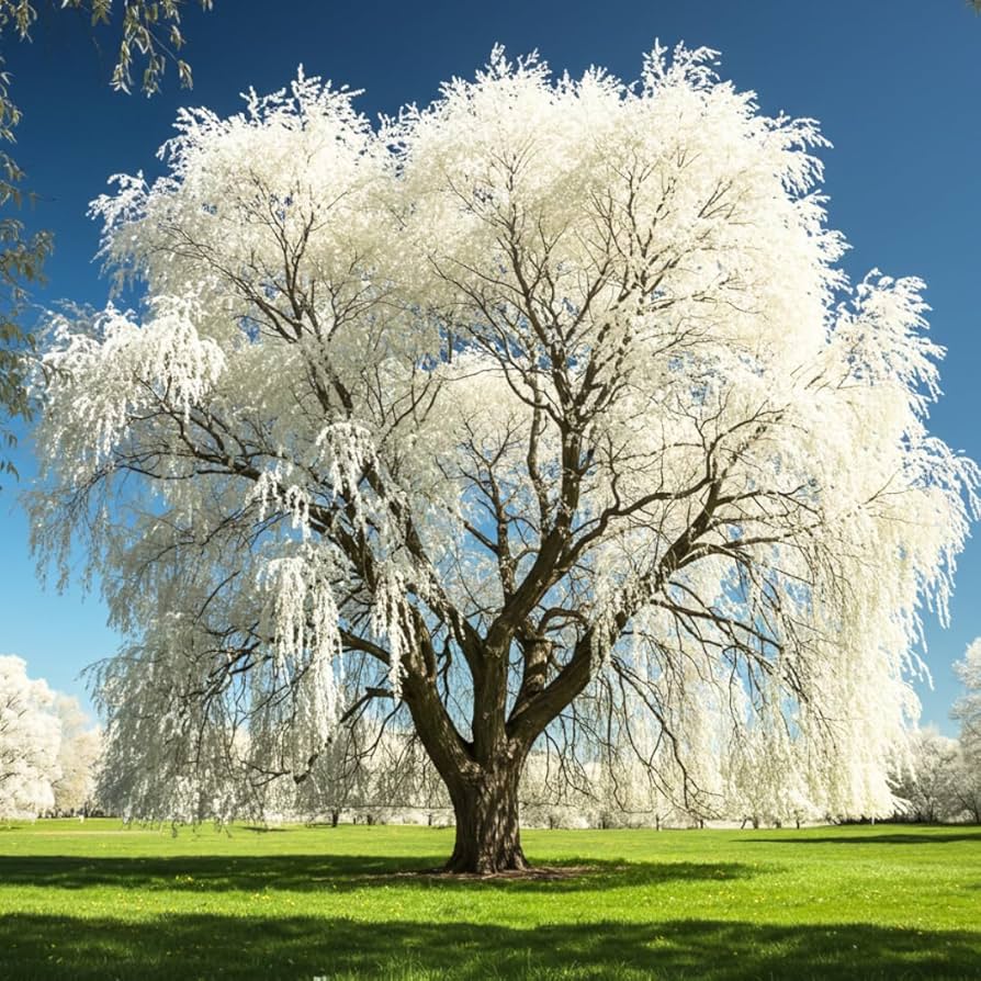 Landscape Willow Tree Seeds
