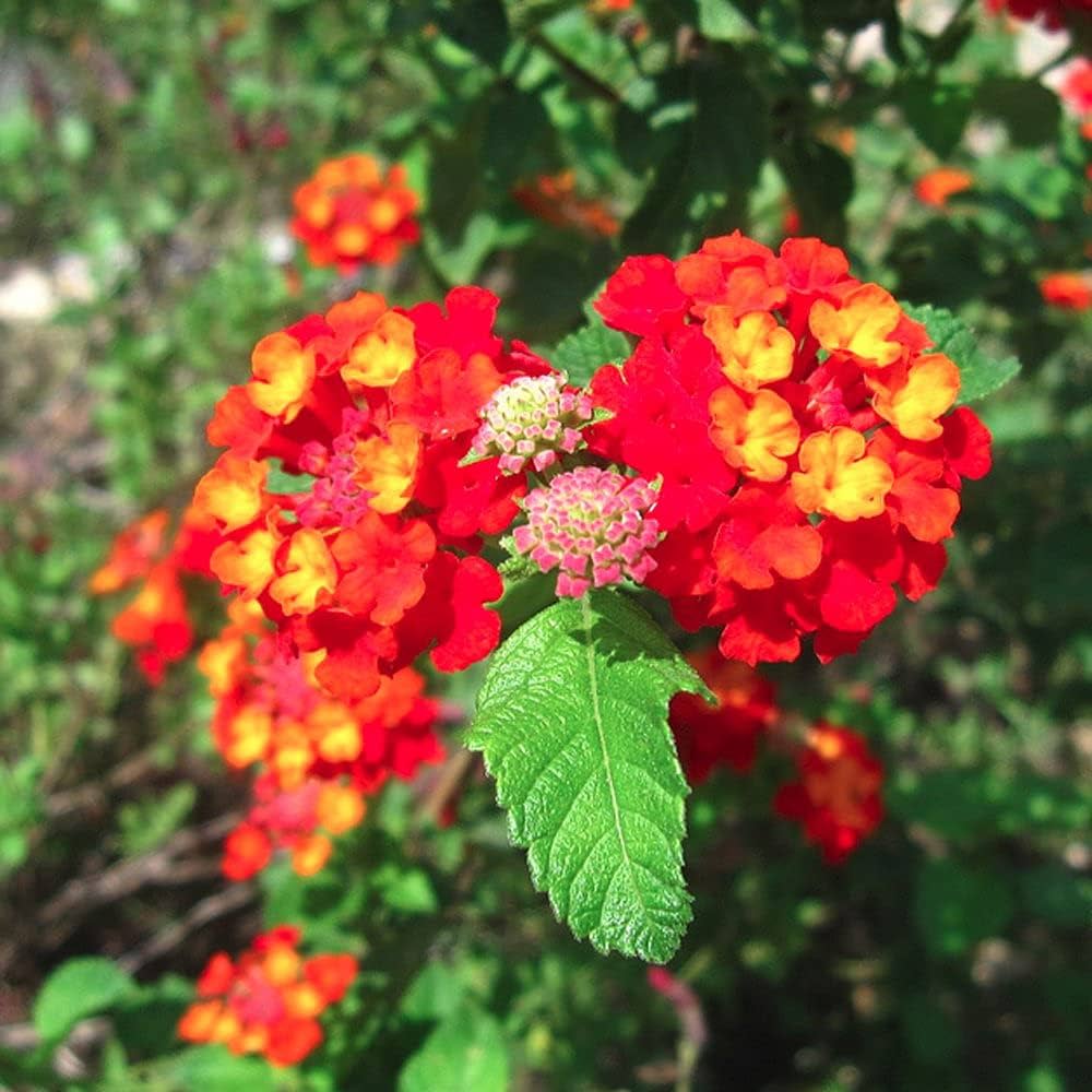 Lantana Flower Clusters Vibrant Colors