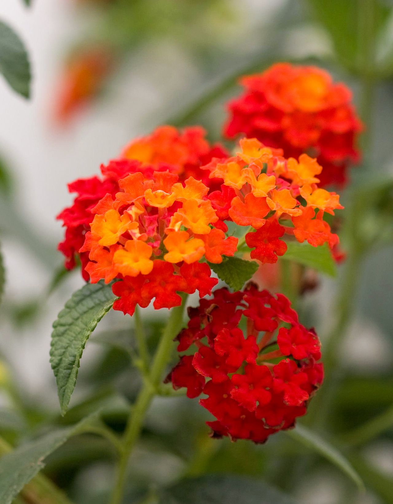 Red Yellow Lantana Flowers Garden Display