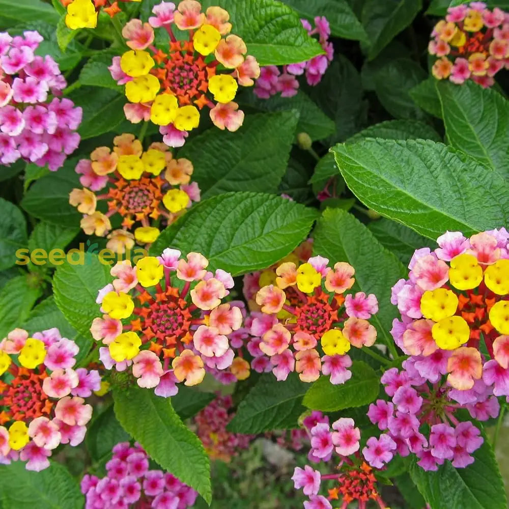 Lantana Mix Flower Planting Seeds For A Colorful Garden