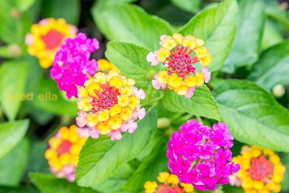 Lantana Mix Flower Planting Seeds For A Colorful Garden