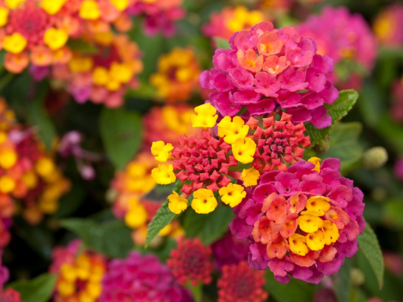 Lantana Plant in Decorative Pot