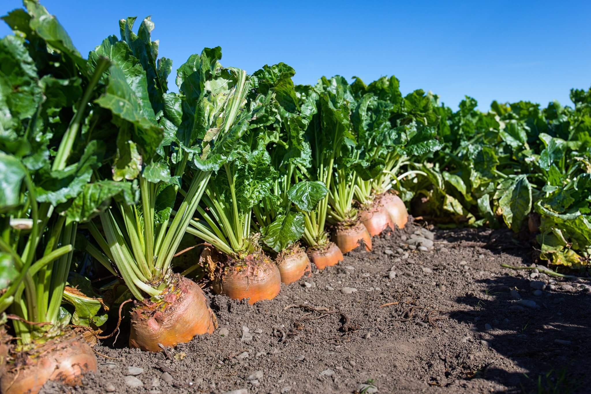 Large Fodder Beet plants grown from seeds