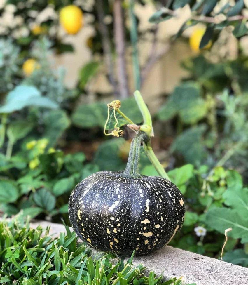 Black pumpkin growing in home garden