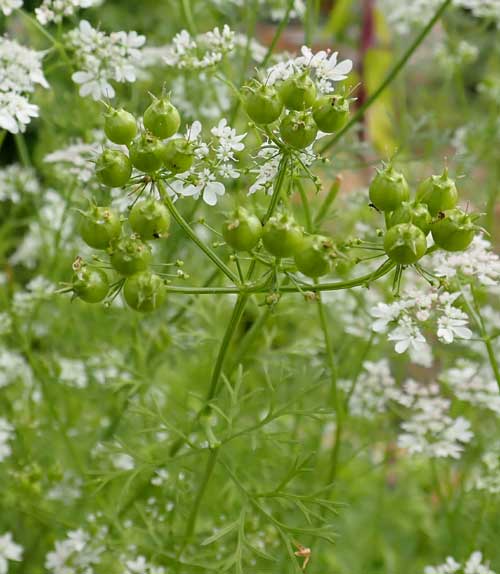 Large Leaf Cilantro seeds Coriandrum sativum green foliage