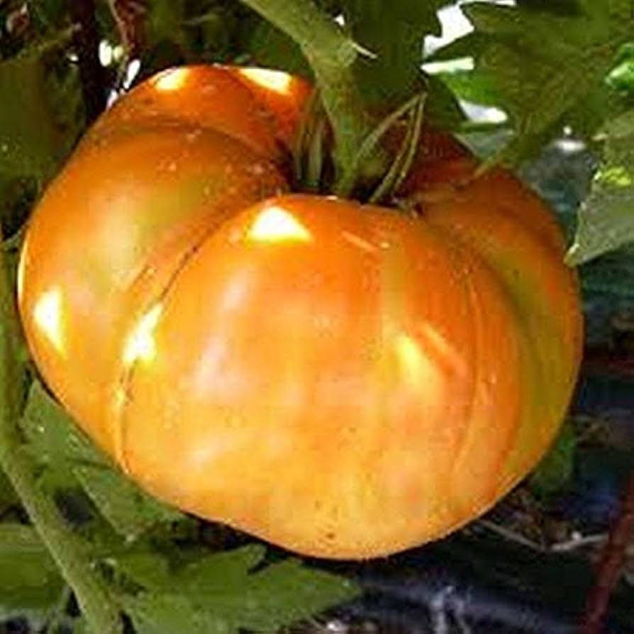 Big Orange tomatoes growing on plant