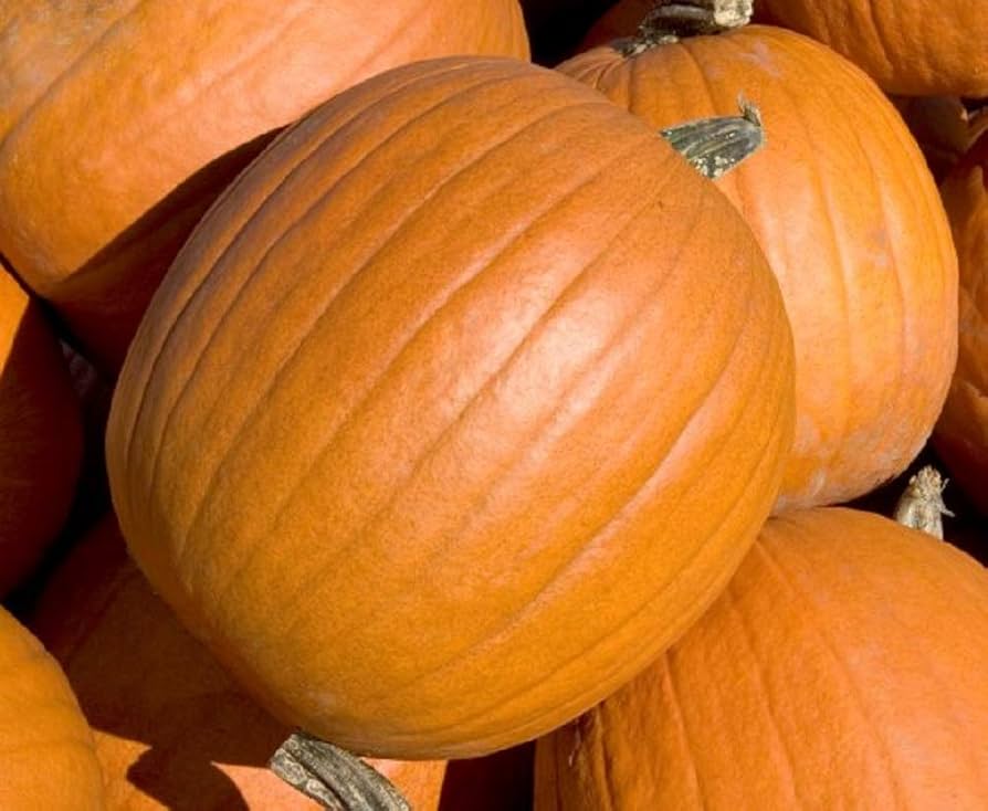 Large Non-GMO pumpkin seeds for home gardens