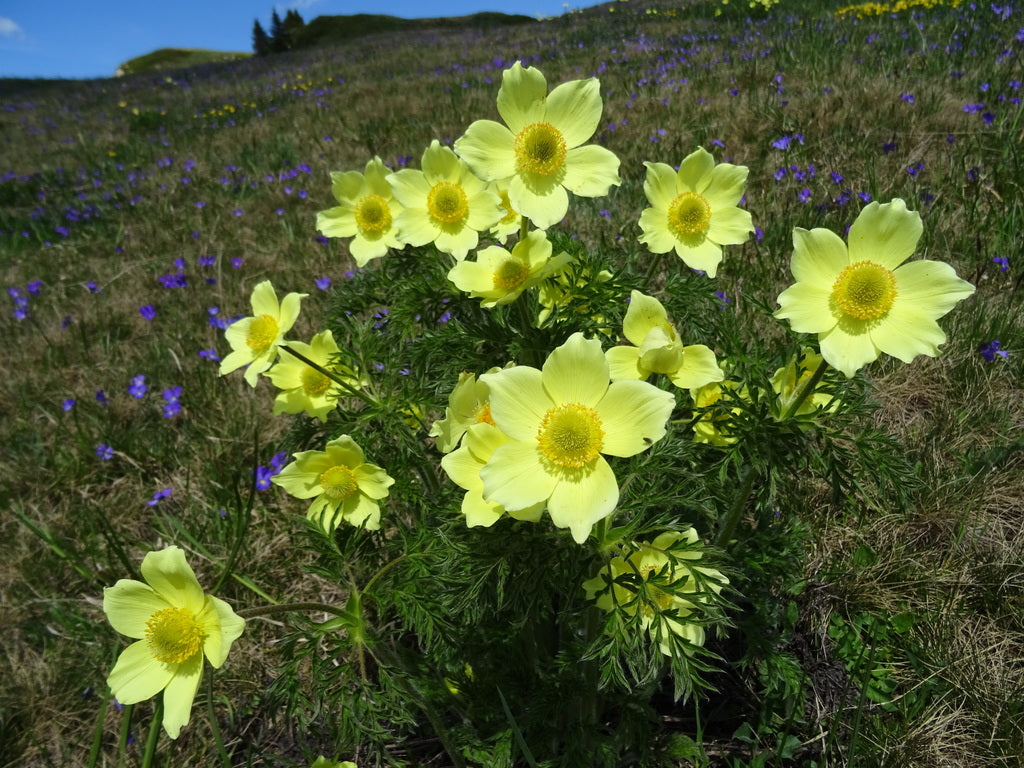 Yellow (Yellow Anemone) seeds for planting in home garden