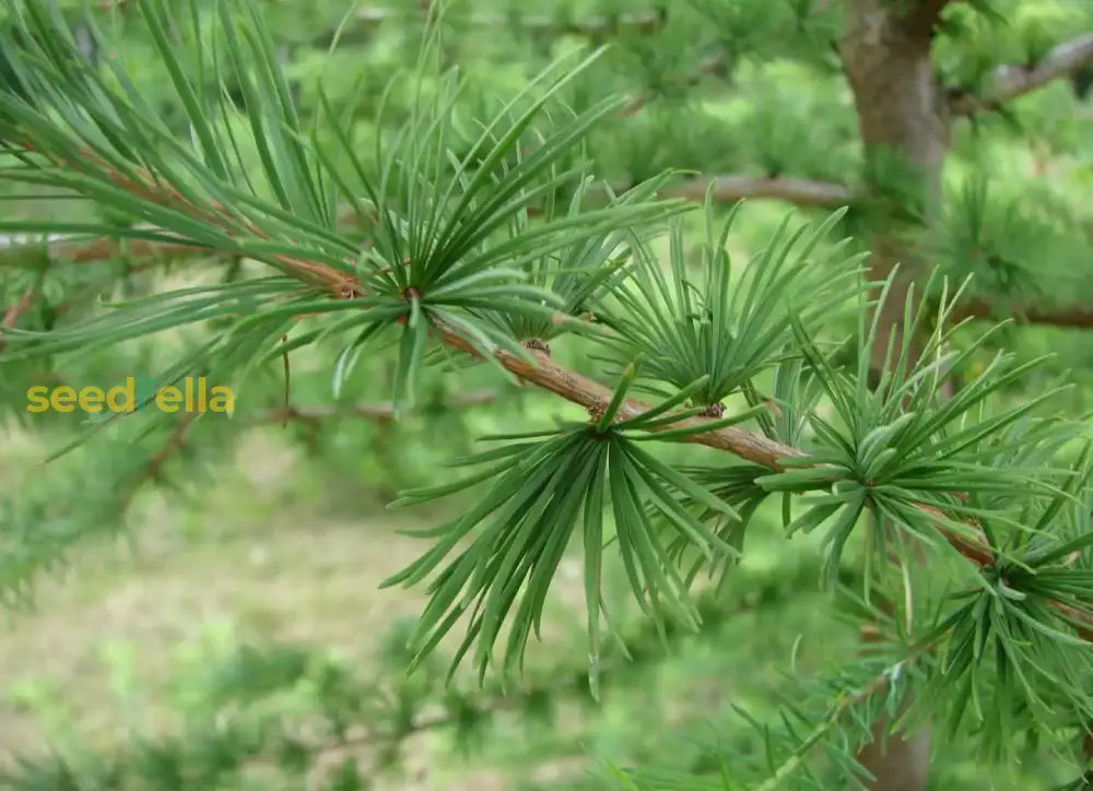 Larix Kaempferi Seeds For Planting: Green Tree Variety Plant Seeds