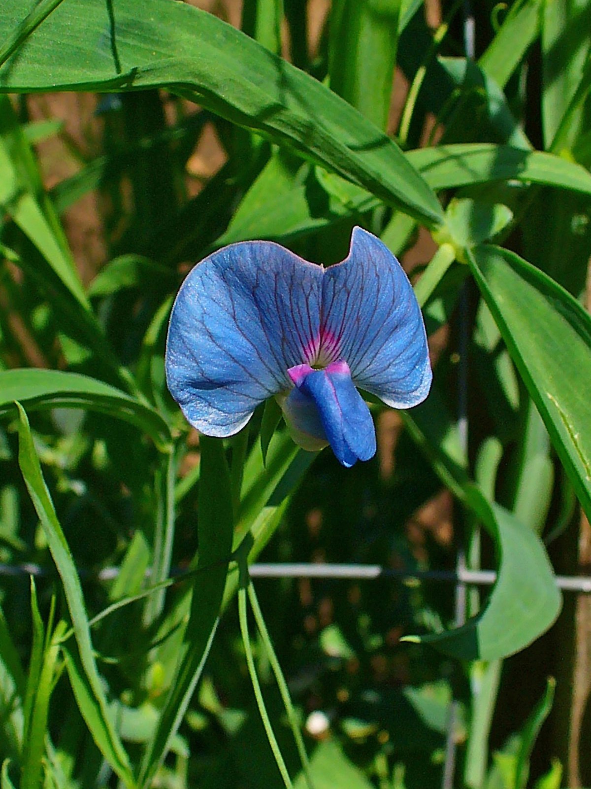 Blue Lathyrus Sativus Flower Seeds for Garden Planting